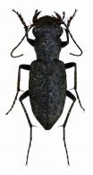 Anaria sepulchralis  (Fabricius, 1801)
