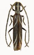 Hydraschema obliquevittata  (Lane, 1966)