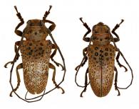 Oncideres miliaris  (Schönherr, 1817) ♂ & ♀