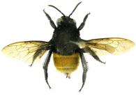 Eulaema mocsaryi (Friese, 1899)