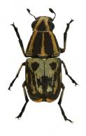 Phaenithon cf perfectus Jordan, 1937 