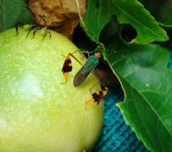Coreidae Gen sp