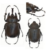 Megasoma actaeon  (Linné, 1758) ♂ & ♀