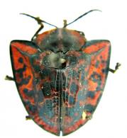 Dorynota truncata (Fabricius, 1781)