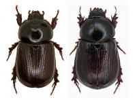 Oxyligyrus champenoisi (Dechambre, 2008) ♂ & ♀