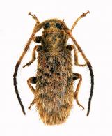 Eupogonius colombianus Breuning, 1942 