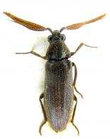 Callirhipis sp2