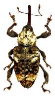 Molytinae Gen sp28