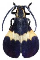 Lycomimus albocinctus Melzer, 1931