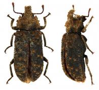 Calymmus sp1