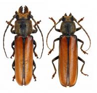 Diploschema mandibulare   Thomson, 1860 ♂ & ♀