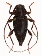 Oxathres navicula  Bates 1864
