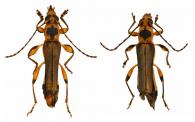 Eclipta amanoaphila   (Penaherrera-Leiva & Tavakilian, 2003) ♂ & ♀