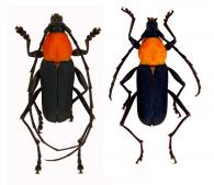 Pseudoeriphus fulvicollis  (Fabricius, 1793) ♂ & ♀