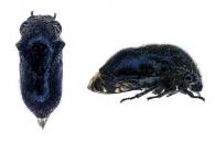 Neotynelia sp1