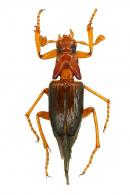 Ivieolus brooksi Howden & Gill, 2000
