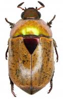 Anticheroides generosus  (Waterhouse, 1881)