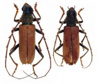 Jupoata rufipennis  (Gory in Guérin-Méneville, 1831)  ♂ & ♀