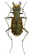Cicindelidia trifasciata ascendens  (Leconte,1852)