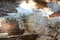 Flatolystra verrucosa