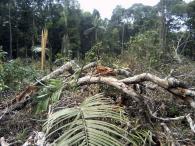Forêt primaire 