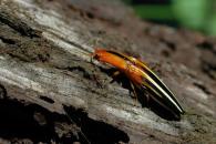 Semiotus furcatus