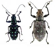 Naupactus viridepunctata Rheinheimer, 2011  ♂ & ♀