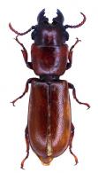 Parandra (Tavandra) lalannecassouorum Tavakilian, 2000