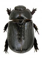 Stenocrates rufipennis  (Fabricius, 1801)