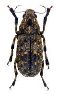 Euparius apicalis (Fahraeus, 1839)