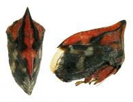 Tritropidia sp1