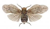 Flatolystra distincta Nast, 1950