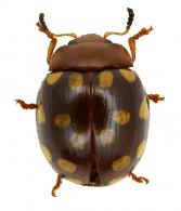 Platyphora sp4