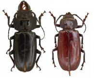 Mallodon spinibarbis  (Linnaeus, 1758) ♂ & ♀