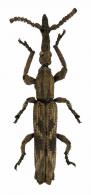 Ulocerus sp.3