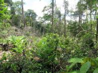 Forêt primaire 