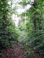 Forêt primaire 