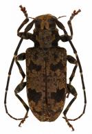 Myoxomorpha alvarengorum  Monné & Magno, 1990