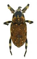Zygops murinus Desbrochers, 1890