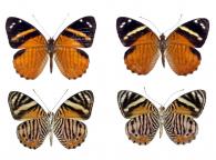 Tigridia acesta acesta  (Linné, 1758)  ♂ & ♀