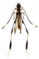 Xenocrasis fereyi Tavakilian & Penaherrera-Leiva, 2003