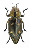 Actenodes orvoeni bleuzen 1989