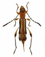 Ecliptoides bauhiniae (Penaherrera-Leiva & Tavakilian, 2004)