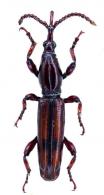 Brentinae Gen sp1