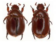 Chlorota surinama  Ohaus, 1898  ♂ & ♀