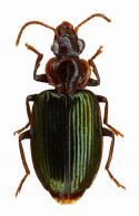 Euplatia latiuscula Chaudoir, 1872