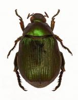 Callistethus ? sp2