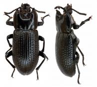 Antimachus sp1