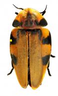 Aspisoma maculatum  (DeGeer,1774)