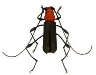 Ischionodonta amazona  (Chevrolat, 1859)